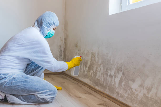 Licensed Commercial Mold Remediation service in Sumner, WA - WQB Mold Removal
